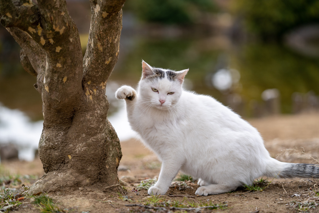 こっち
