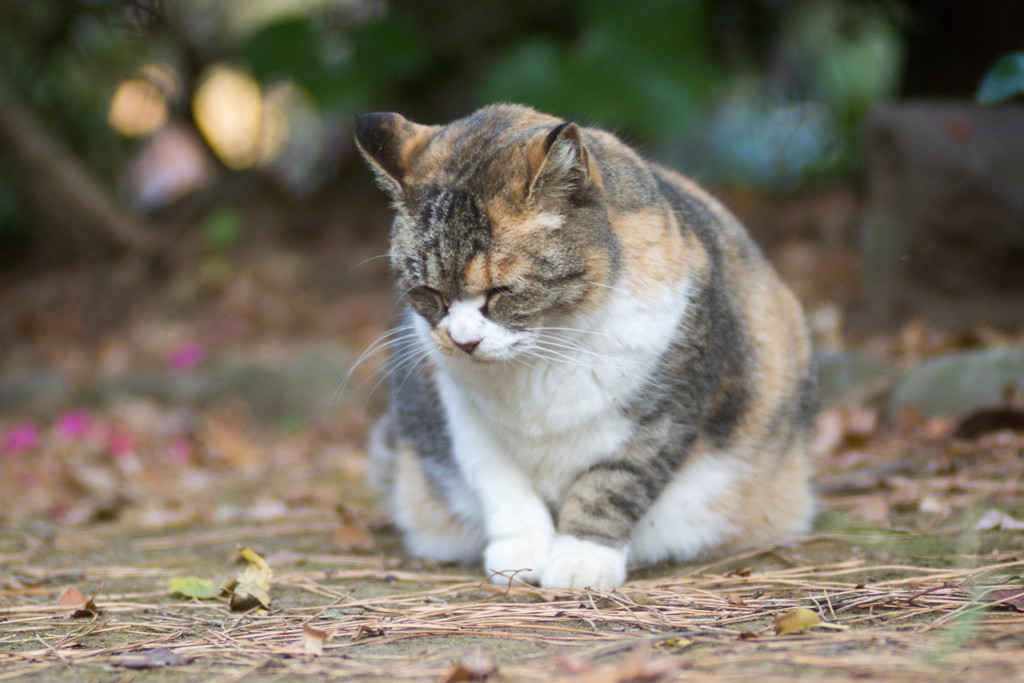 いらっしゃいませ