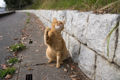 がんばるにゃん