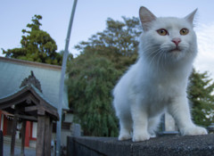 狛猫