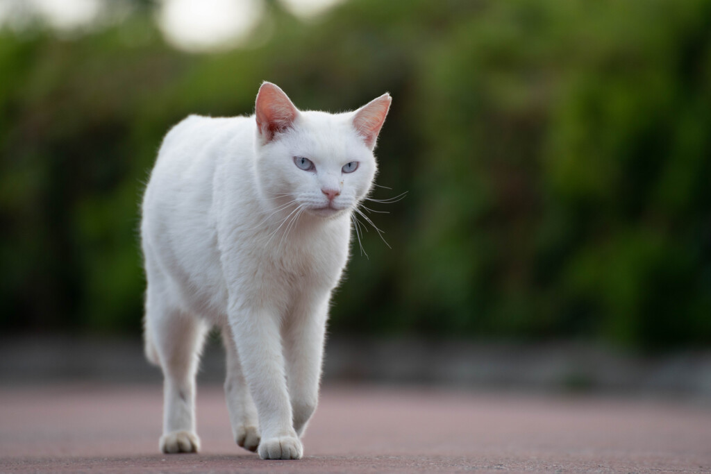 白猫ジャスミン