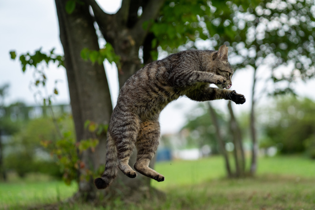 猫文字Ｃ