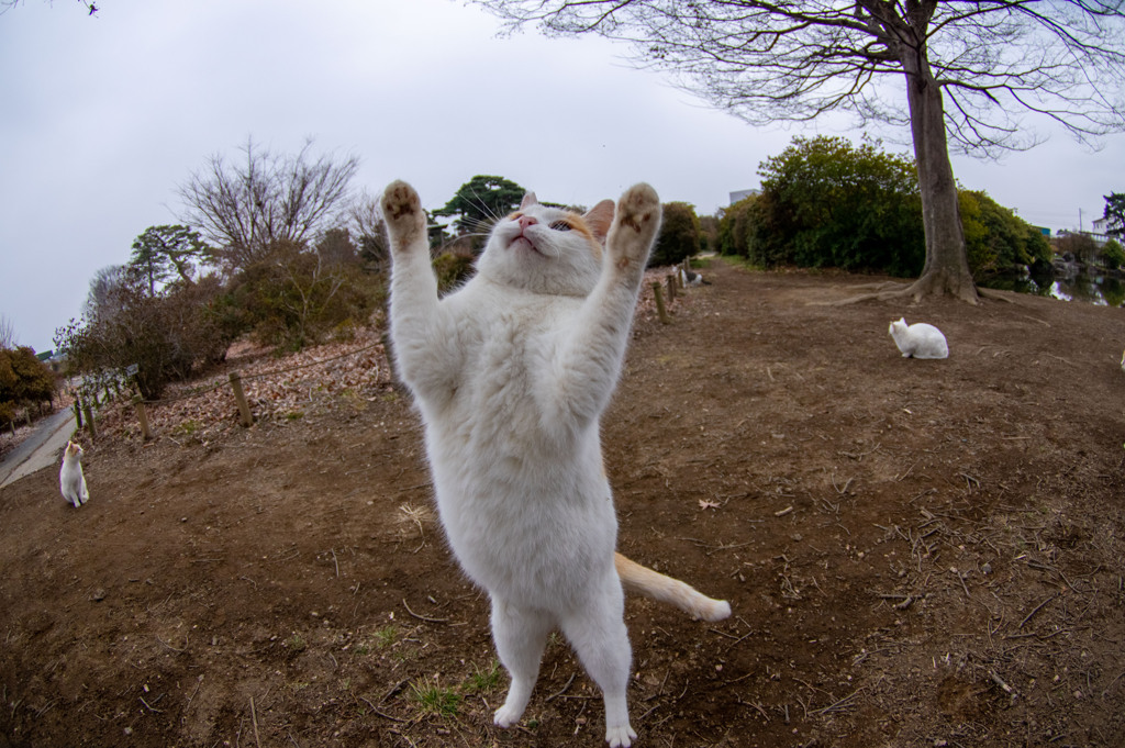 お手上げ