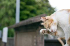 明日は雨ですにゃん