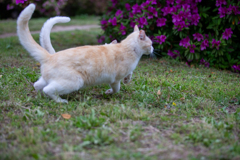 猫又