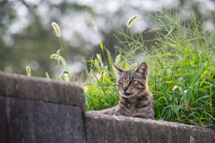 猫じゃらし