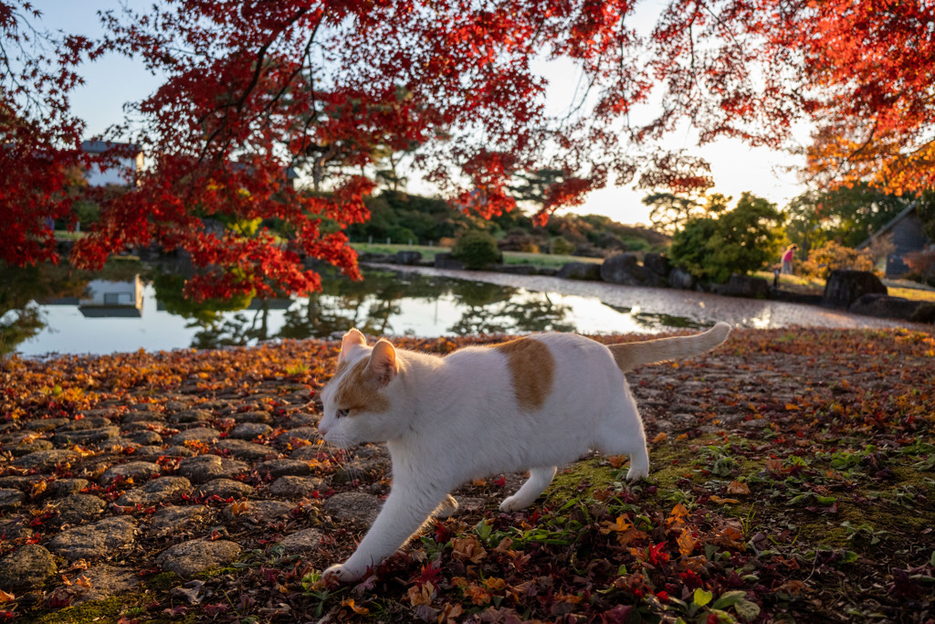 にゃん散歩