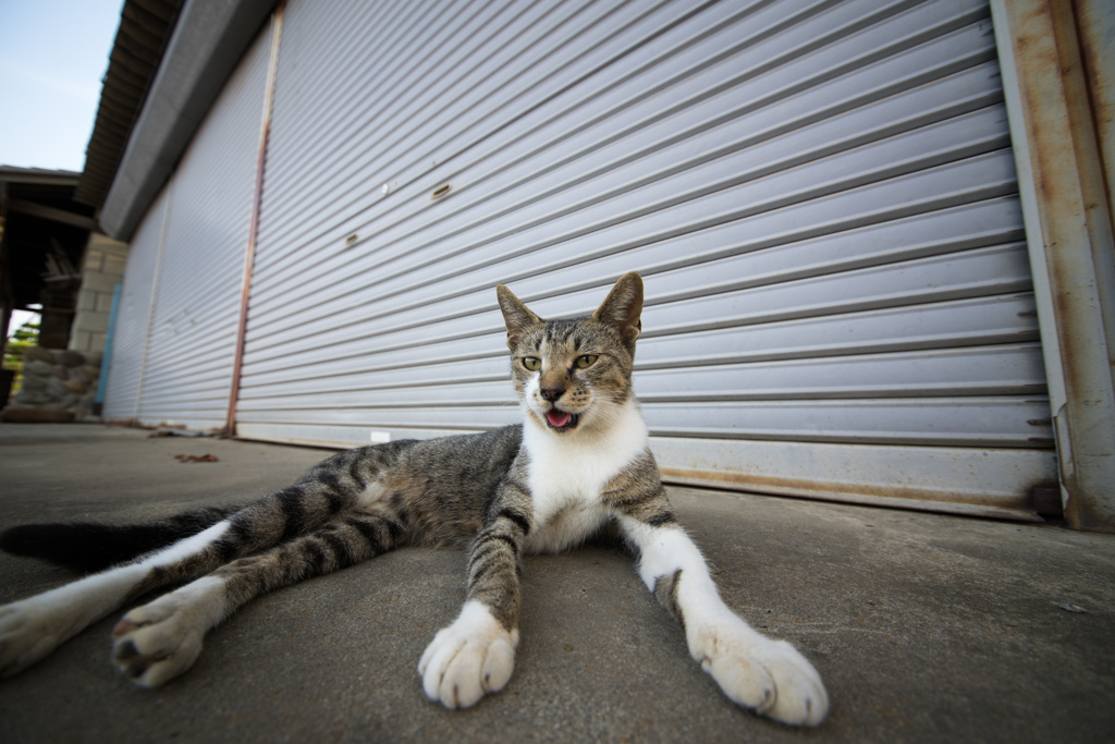 犬っぽい猫