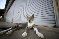 犬っぽい猫