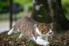 ダッシュ
