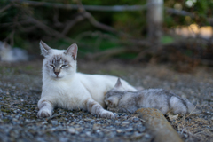 ヨモギとミドリ
