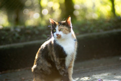 強い三毛猫