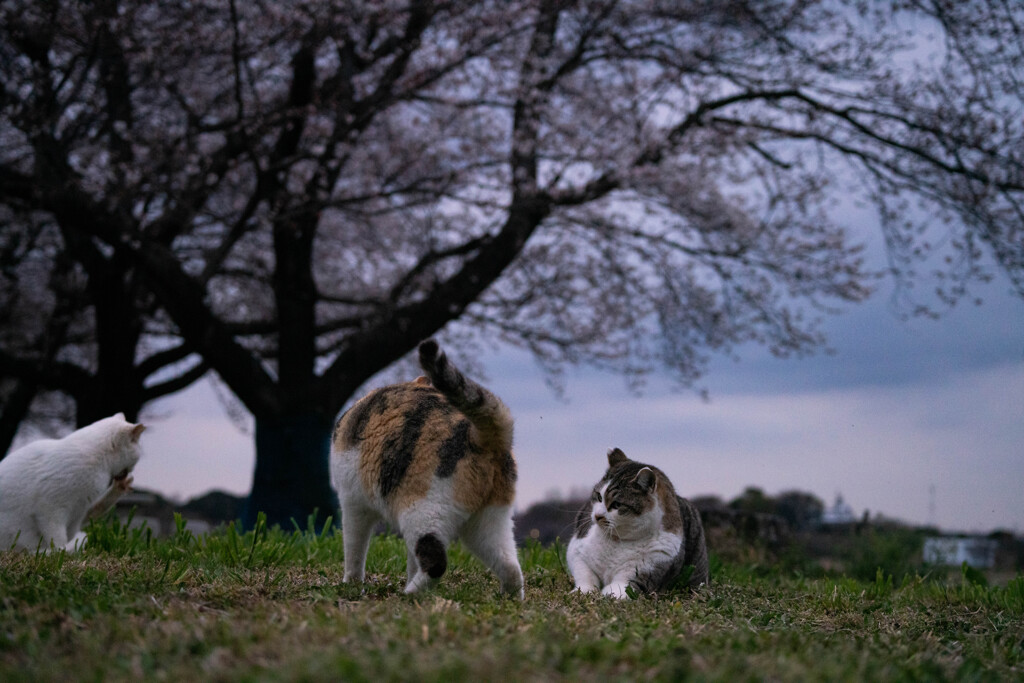 曇天に笑う