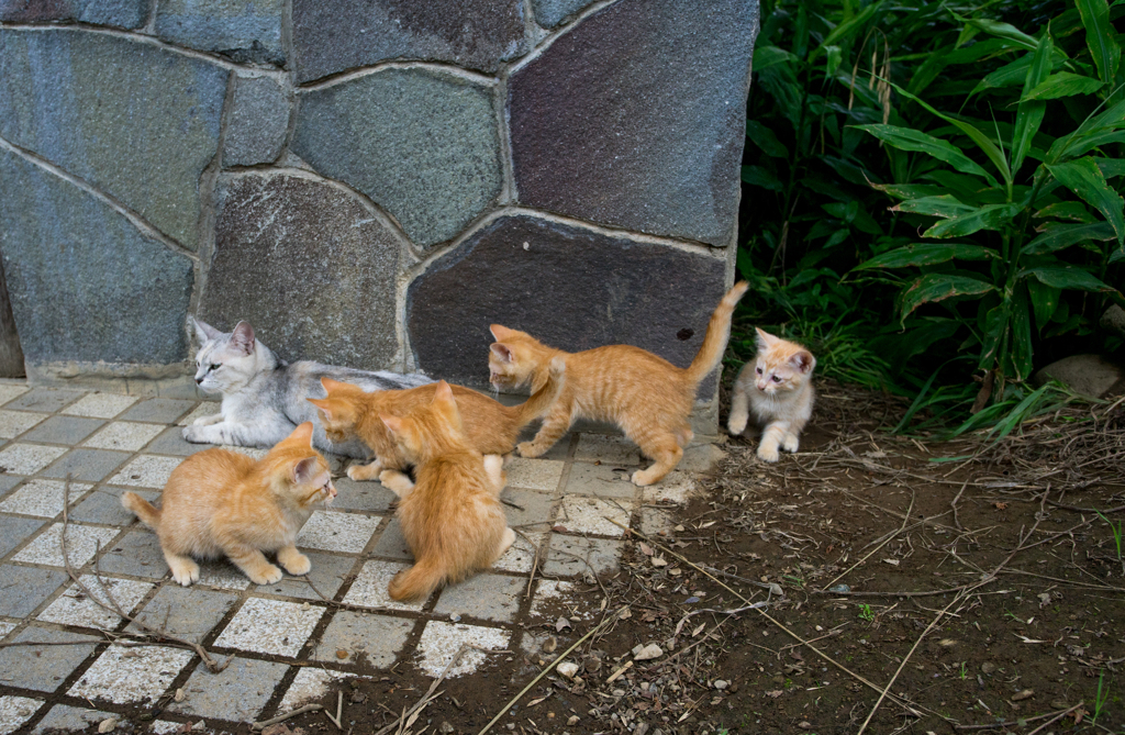 やんちゃ仔猫1
