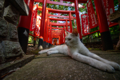 のびのび