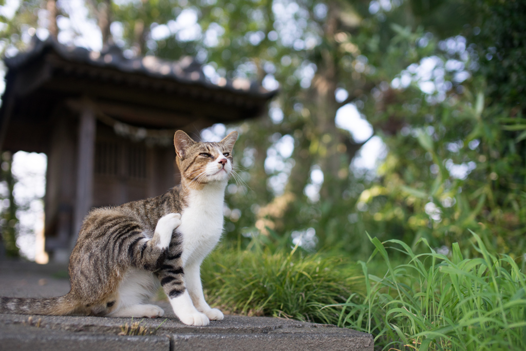 ぽりぽり