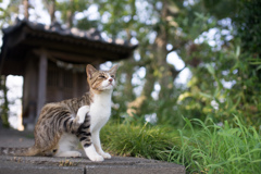ぽりぽり