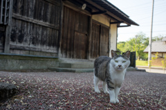 吊り目