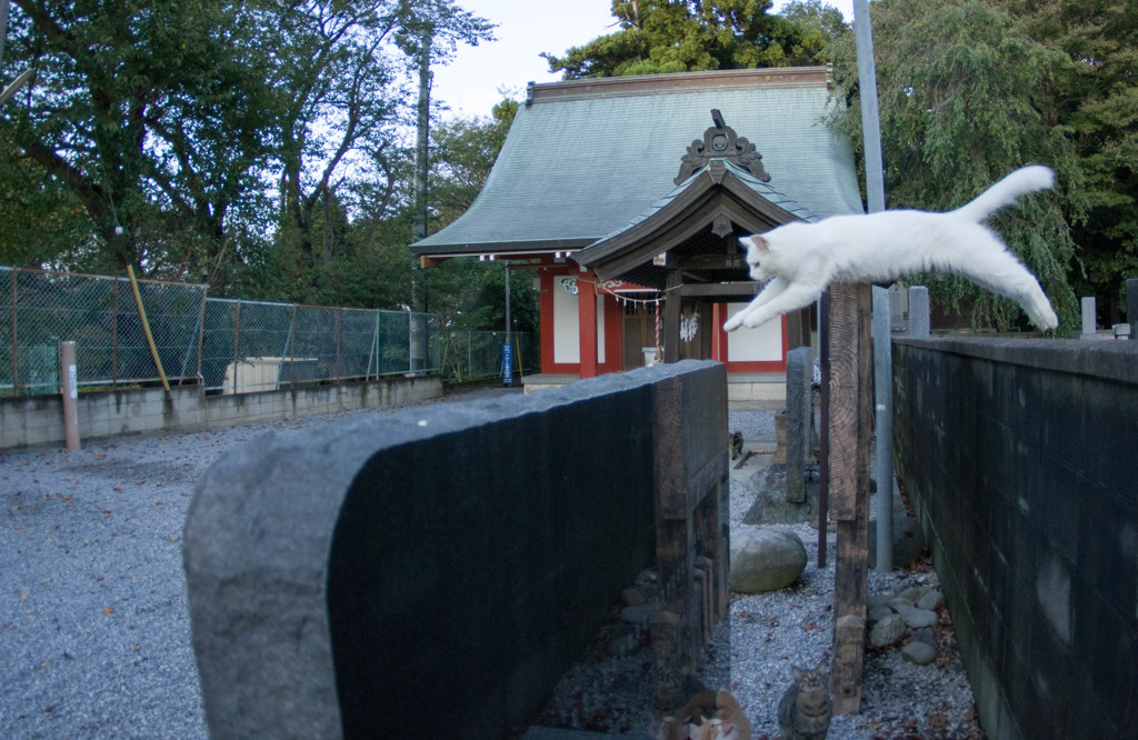 飛び猫３