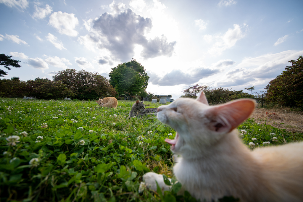 ふあぁ～！