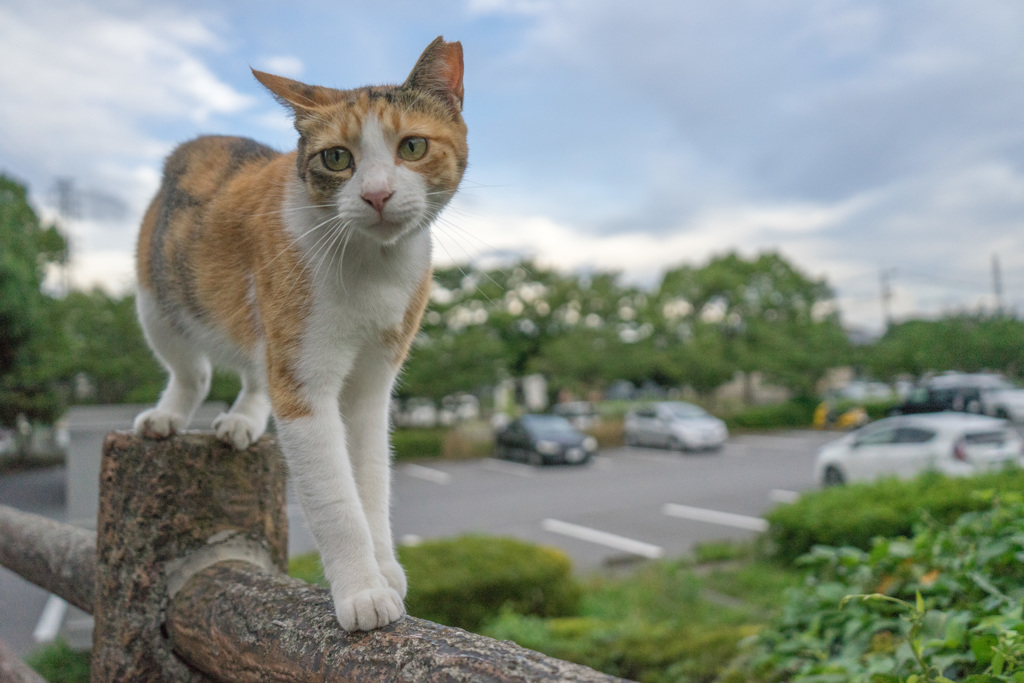 三毛猫巡回中