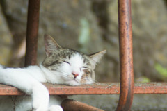 猫1