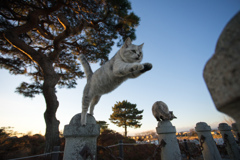 夕暮れの飛び猫