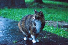 たぬきニャン
