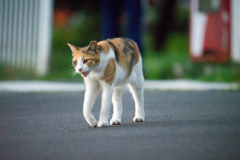 暑くて動きが鈍いニャン