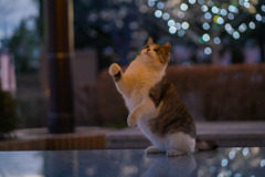 猫の残業