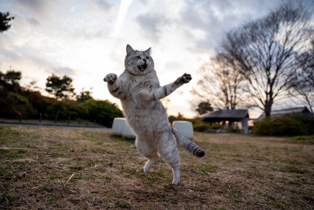 引っ掻くニャン
