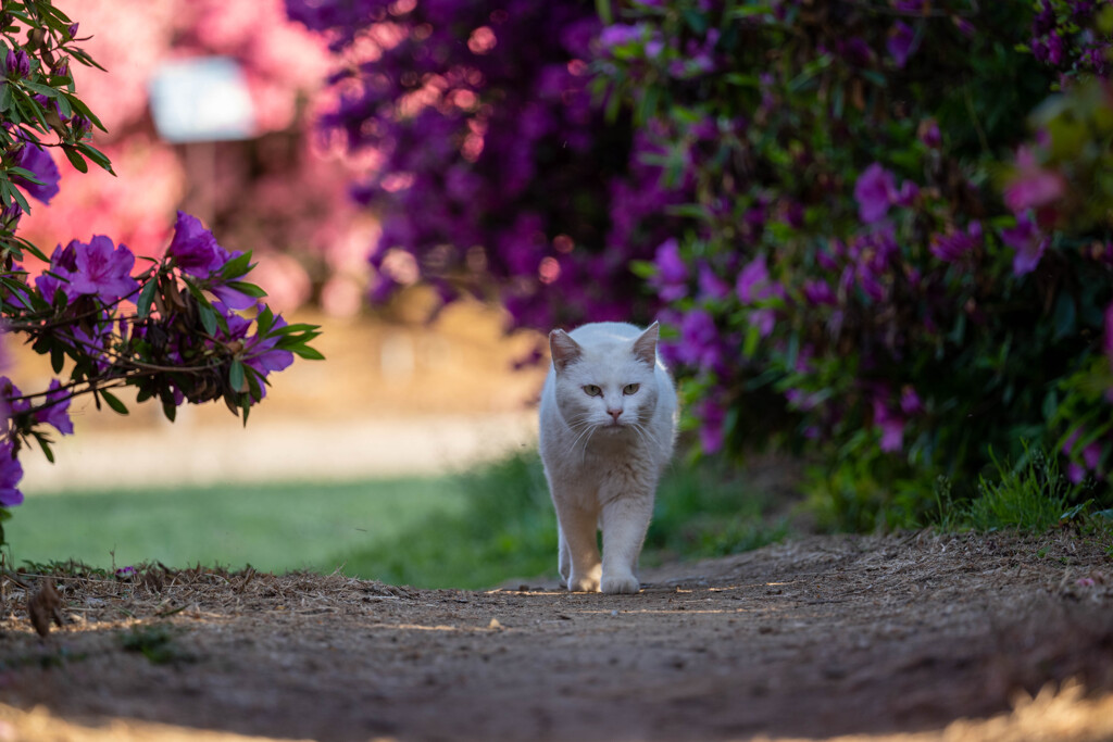 猫の抜け道