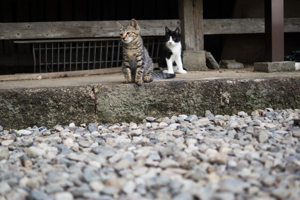 猫3