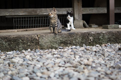 猫3