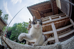 握手会