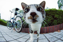デカはな
