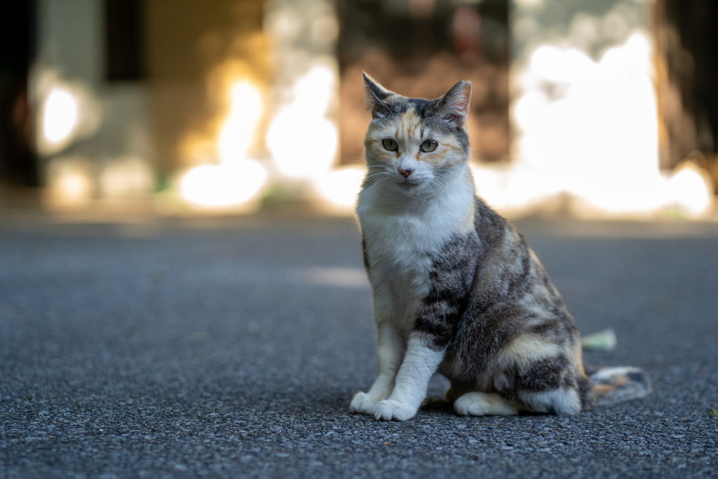 おいでやす！もけみ
