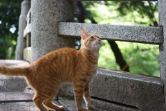 猫5-2