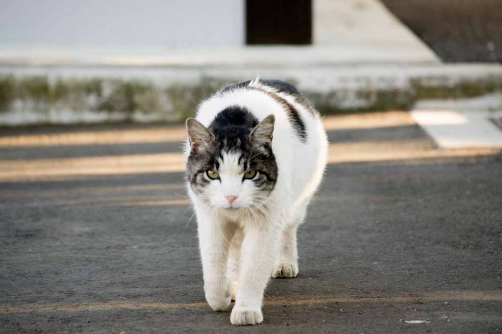 猛獣
