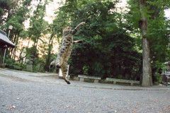 飛ぶ