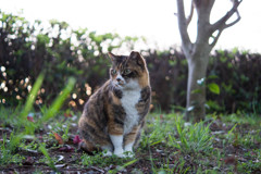 でぶ三毛