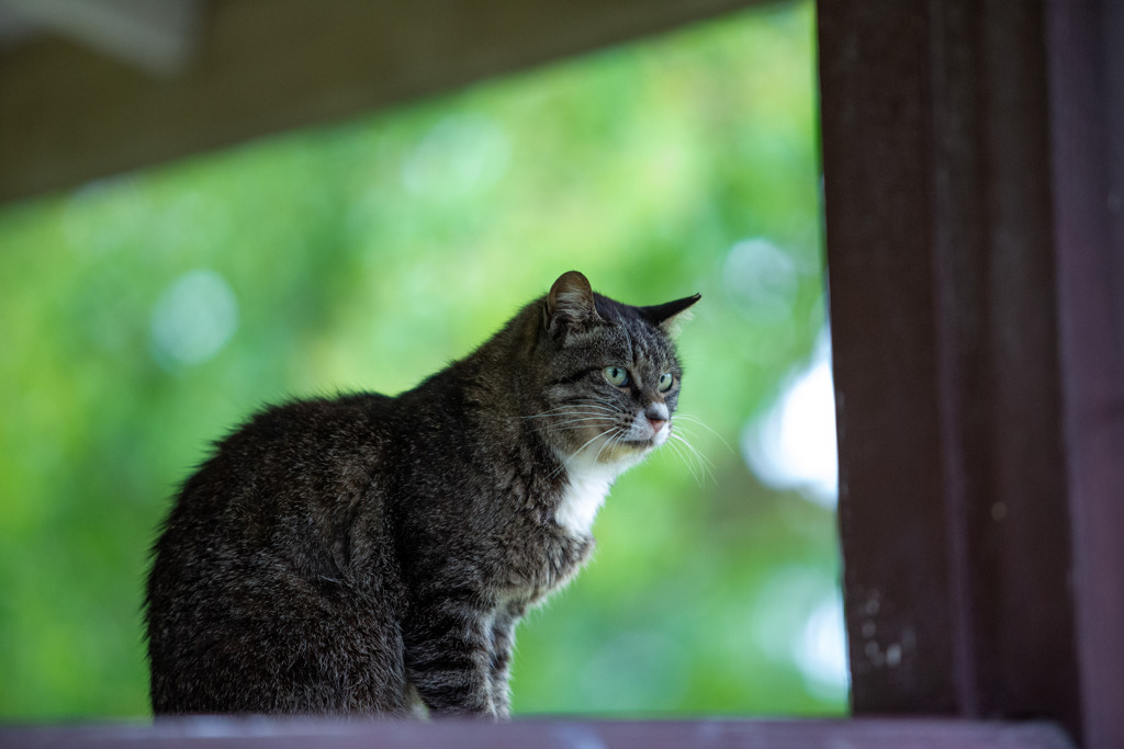 窓の外は雨