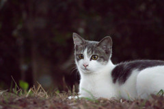 猫缶が好きです