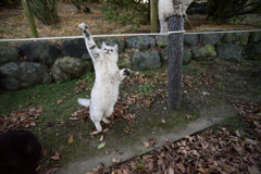 とったぞー
