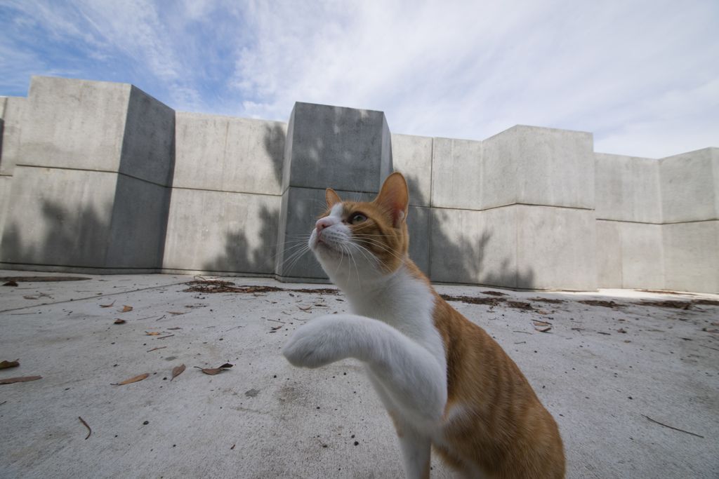 島の猫２