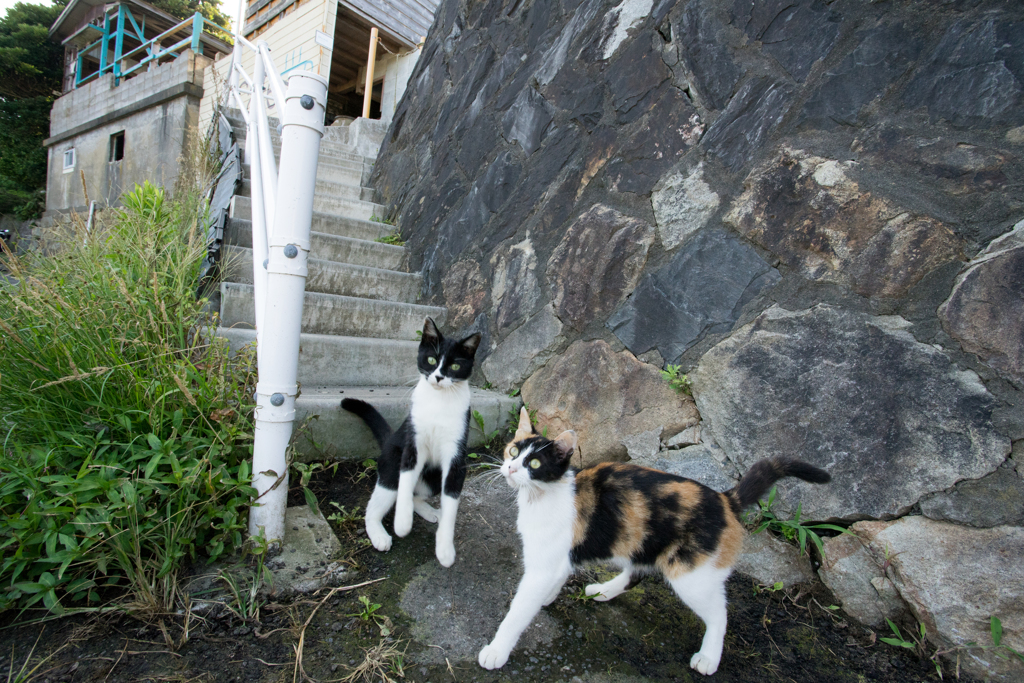 田代島2019－2