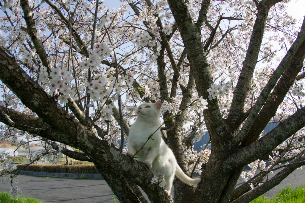 お花見５