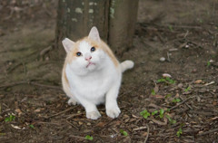 まんまる