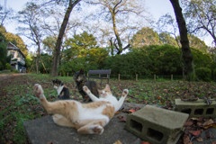 ズッコケニャン