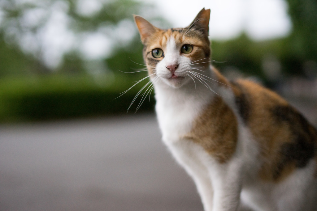 三毛猫ホームズ